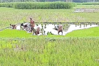 খুশির হাওয়া কৃষক মহলে