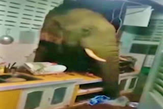 A wild elephant broke into a house in Thailand's Hua Hin to look for salty snacks