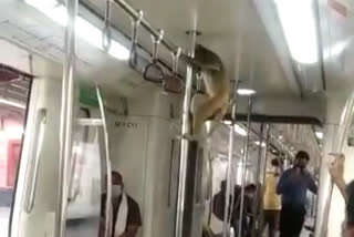 Monkey takes a ride in Delhi Metro, viral video