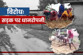 villagers-protested-against-mp-mla-by-planting-paddy-on-road-in-hazaribag
