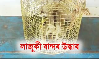 slow loris found in hoja