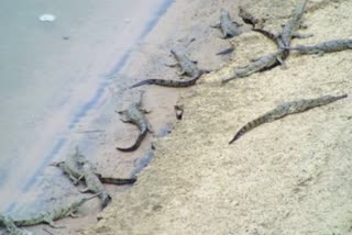 Odisha becomes only state to have all three species of crocodiles