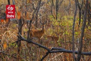 जलवायु परिवर्तन और प्राकृतिक नुकसान