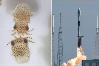 NASA sends squid from Hawaii into space for research  NASA news  squid to space news  space center news  space X news  NASA space news  കണവ കുഞ്ഞുങ്ങൾ ബഹിരാകാശ നിലയത്തിൽ  ഹവായി വാർത്തകൾ  നാസ വാർത്തകൾ  കണവ വാർത്തകൾ  ബഹിരാകാശ വാർത്തകൾ  സ്പേസ് എക്സ്