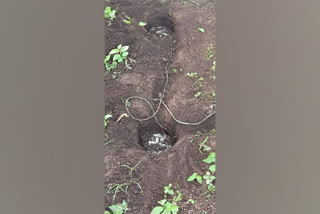 BSF unearths 2 IEDs in Odisha's Swabhiman Anchal