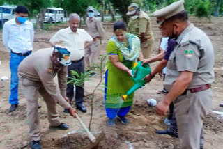 mixed forests being planted