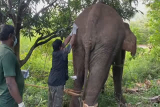 யானைக்கு சிகிச்சையளிக்கும் மருத்துவர்கள்