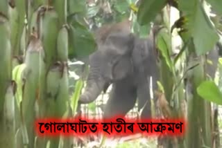one person injured by elephant attact in golaghat