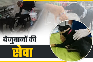 pet boarding services,  Center for Disease Control , Corona Pandemic,  Corona Period, Stray Dogs, कोरोना महामारी,  पालतू जानवर, आवारा कुत्ते,  पशु प्रेमी