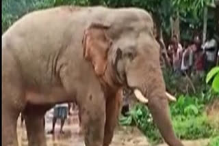 one elephant search food in a village of jhargram