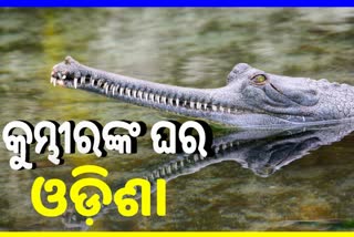 ଓଡ଼ିଶାରେ କେବଳ ରହିଛି 3 ପ୍ରଜାତିର କୁମ୍ଭୀର