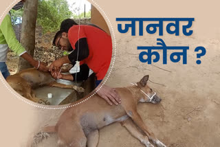 पशु क्रूरता, cruelty to animals