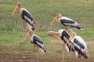 foreign-birds-arrival-to-ramangar-maralekuppe-lake