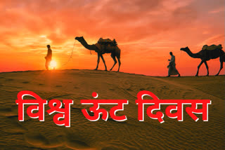 world camel day,  Pokaran News