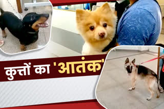 Dog Bite Cases Haryana