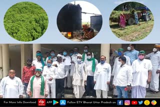 Peppermint Cultivation  Peppermint Cultivation in barabanki  Mentha cultivation  Mentha cultivation in barabanki  green gold farming  mentha oil production  Peppermint farming in barabanki  barabanki news in hindi  पिपरमिंट की खेती  मेंथा की खेती  हरा सोना  हरा सोना की खेती  बारांबकी में मेंथा की खेती  peppermint crops destroyed  mentha crops destroyed  policy for compensation  मेंथा यानि पिपरमिंट