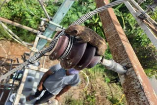 Squirrels running on power cables led to outages: Minister