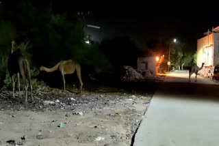 Camels eating trees in barmer hospital, बाड़मेर अस्पताल में ऊंट ने खाए पेड़