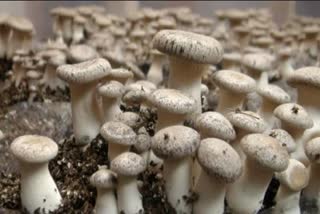 people sick after eating poisonous mushrooms in surguja