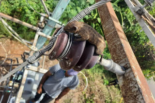 തമിഴ്‌നാട് വൈദ്യുതി മന്ത്രി  വി. സെന്തിൽ ബാലാജി  വൈദ്യൂതി ലൈനുകളിൽ കൂടി അണ്ണാൻ ഓടുന്നത് വൈദ്യുതി തടസപ്പെടുന്നതിന് കാരണമാകും  Tamil Nadu Electricity Minister V Senthil Balaji  V Senthil Balaji  Squirrels running on power cables led to outages  Squirrels running on power cables