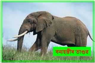 Wild elephant infestation continues in Samguri