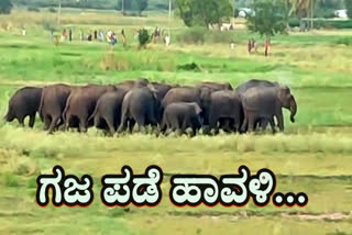 elephant-herd-enter-in-to-chittoor-district