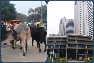 North MCD will rein in stray animals and illegal dairy