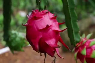 Dragon fruit farming in kasargod malakkallu