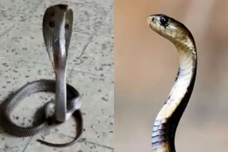 snake-bite-cases-increase-with-rains