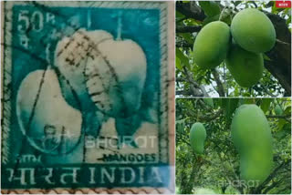 Postage stamp of sundarja mango