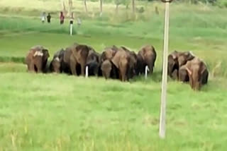 Elephant herd strays into village area in Andhra's Chittoor