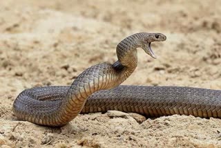 venomous snake