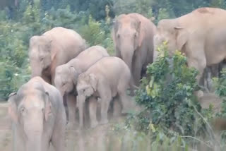 Elephants broke the houses of villagers in Surguja