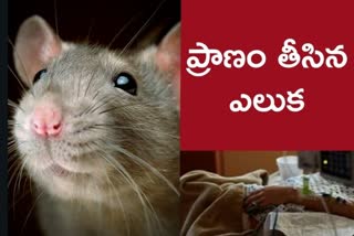 Mumbai: Patient bitten by rat in civic hospital dies