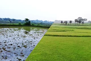 অতিবৃষ্টিতে সমস্যায় পুরুলিয়ার ধানচাষিরা