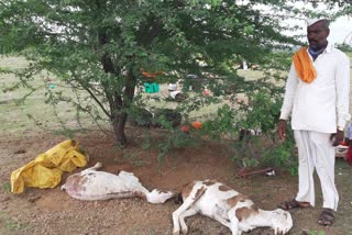 Sheep death Nimgaon