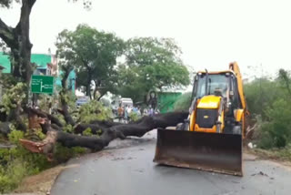 கனமழையால் வேரோடு சாய்ந்த மரம்