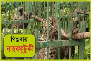 a-leopard-caged-in-golaghat