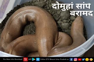 Red sand boa snake recovered in Balrampur  Four smugglers arrested with red sand boa snake in Balrampur  बलरामपुर में रेड सैंड बोआ सांप के साथ चार तस्कर गिरफ्तार  बलरामपुर में रेड सैंड बोआ सांप बरामद  Red Sand Boa Snake  रेड सैंड बोआ सांप  double headed snake  दोमुहां सांप  double headed snake found in Balrampur  बलरामपुर में दोमुहां सांप बरामद  Four snake smugglers recovered in Balrampur  Rare species of snake found in Balrampur  बलरामपुर में दुर्लभ जाति का सांप बरामद  बलरामपुर में चार सांप तस्कर बरामद