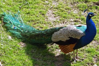 death of national bird peacock