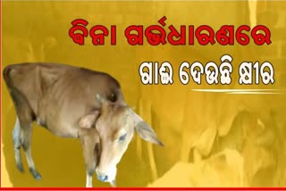 ଆଶ୍ଚର୍ଯ୍ୟ! ଗର୍ଭଧାରଣ ବିନା ଗାଈ ଦେଉଛି କ୍ଷୀର