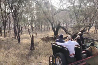 सवाई माधोपुर टाइगर रिजर्व, Sawai Madhopur Tiger Reserve