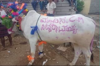 The next CM Siddaramaiah; farmer writes this name on cow