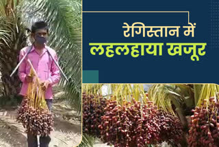date palm crop in jodhpur, jodhpur cazri