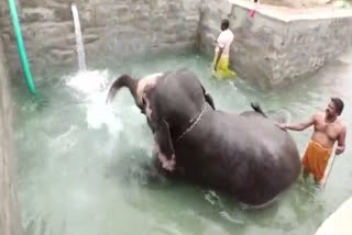 Elephant bathing in temple pool in Tamil Nadu