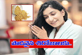 Beauty Tips: జుట్టు పెరిగేందుకు మెంతులు