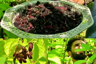 Mulberry Harvesting