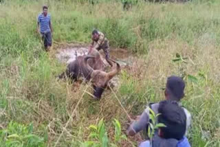 வால்பாறை அருகே சேற்றில் சிக்கிய காட்டெருமையை மீட்ட வனத்துறையினர்