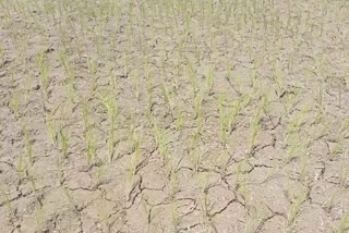 سینچائی کا معقول انتظام نہ ہونے کے سبب پانپور کے کسان بے حد پریشان