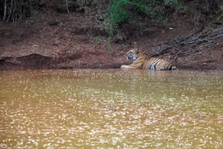 Bandhavgarh National Park